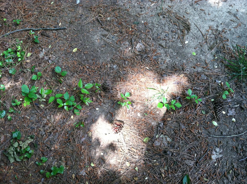 Trailing row of small poison ivy plants