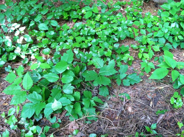 Patch of poison ivy