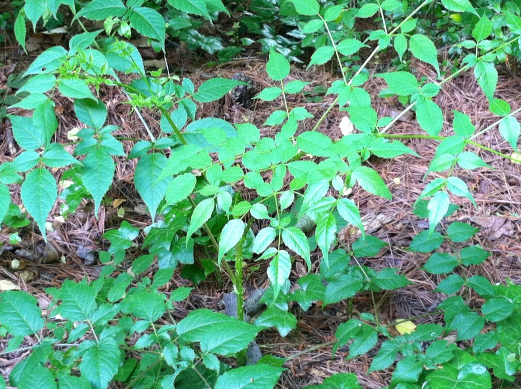 Picture of a baby Devil's Walking Stick- a sapling with a thorny green trunk and an umbrella-like spread of leafy branches