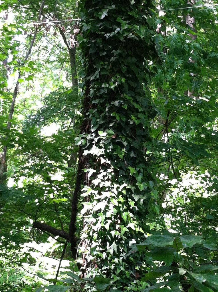 Wrist-thick poison ivy vine hanging off a tree
