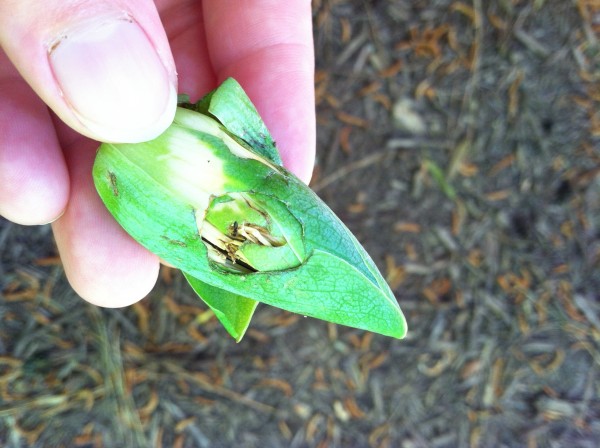 Unopened tulip poplar flower; 3 inches long, cone-shaped closed flower