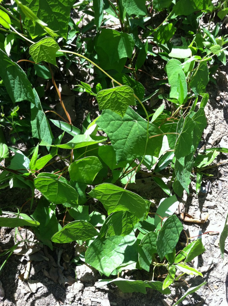 Small Canada moonseed plant