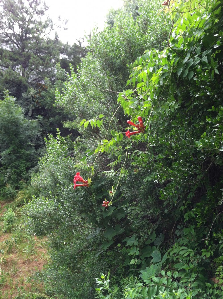 Coral honeysuckle from the side, featuring scarlet trumpet-like flowers