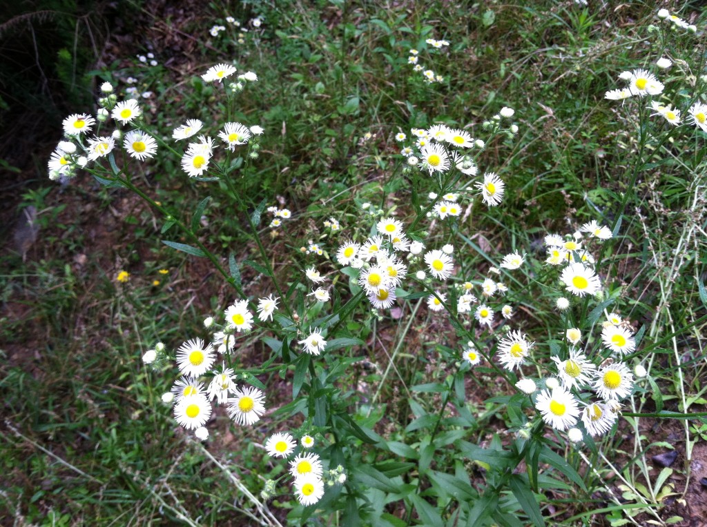 Collection of small, daisy-like flowers with many narrow white petals circled around a yellow center