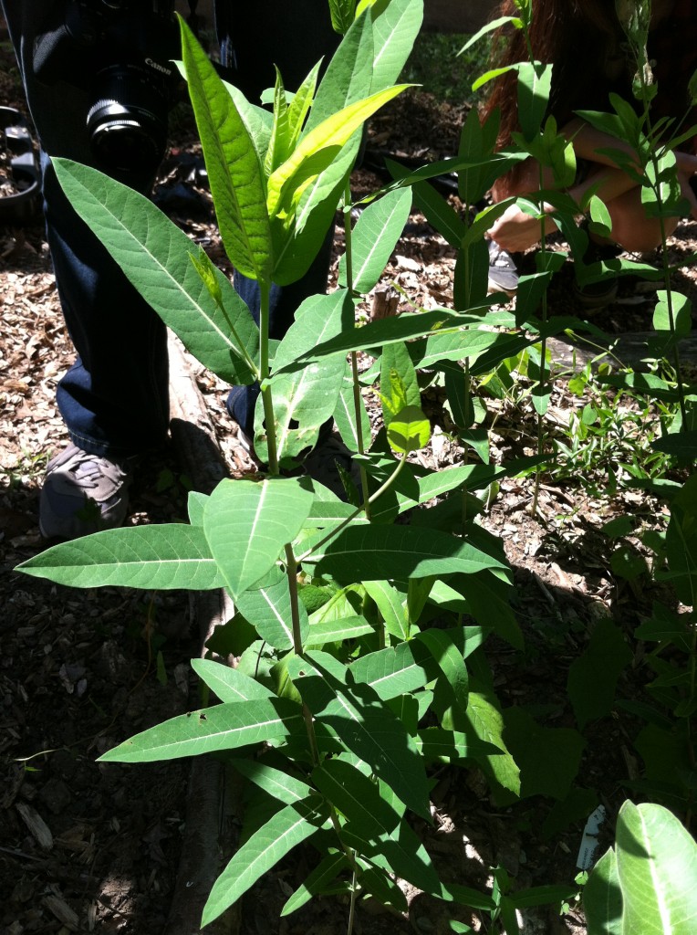 1 1/2 foot high Dogbane plant