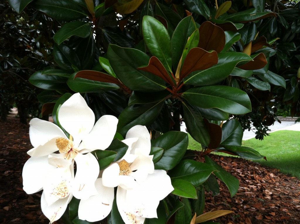 Close-up of magnolia tree featuring two large, open, white blossoms and a number of large, shiny, green leaves