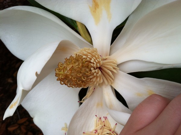 Side view, close-up of interior magnolia blossom, showing dense collection of carpals curling up like calamari from a cylindrical base of pale yellow stamens