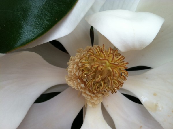 Close-up of interior magnolia blossom, showing dense collection of carpals curling up like calamari from a cylindrical base of pale yellow stamens