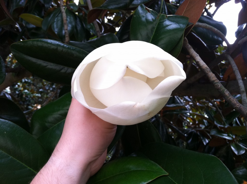 Partially opened large, white magnolia blossom, petals still curved in on each other, being held upright by a hand