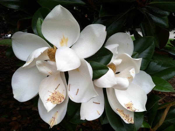 Image of two enormous fully opened white magnolia blossoms, demonstrating large, dense cone of carpals and stamens, as well as matchstick-like stames which have fallen from the main cluster and collected in bottom petals