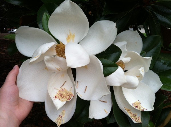 Image of two enormous fully opened white magnolia blossoms with a hand for size reference (hand is about the size of a single large outer petal)