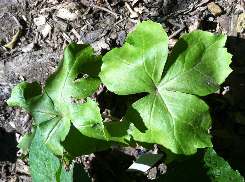 Close-up of May apple plant, showing broad, deeply lobes leaves with three lobes each