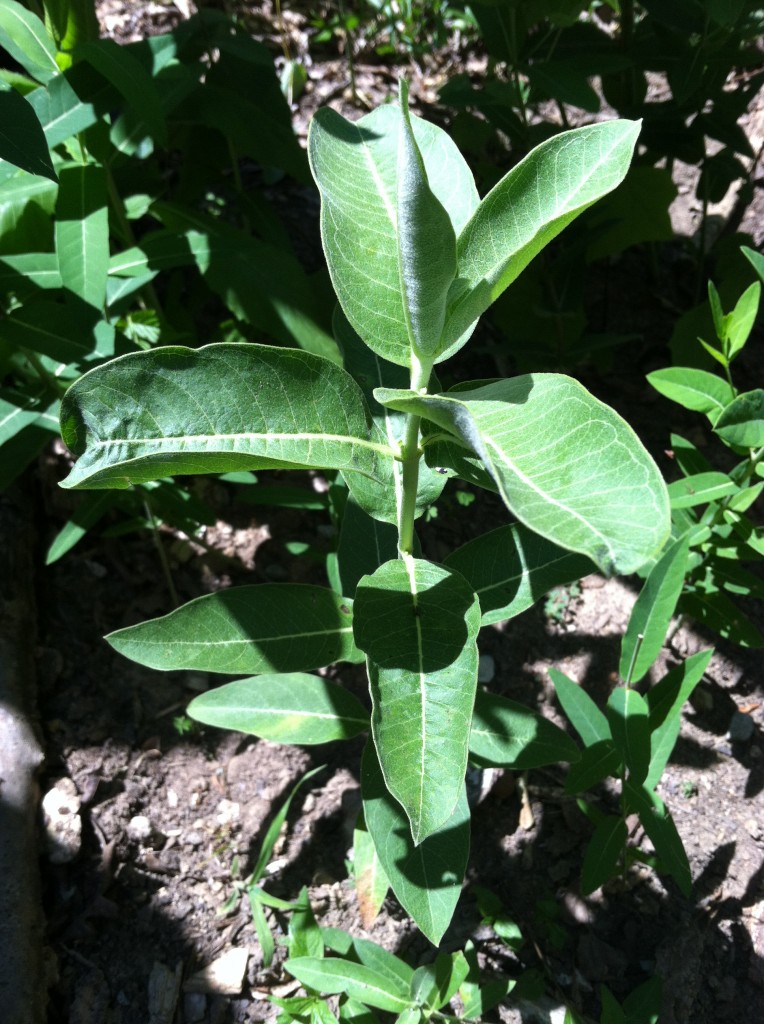 Short milkweed plant, with powdery green, soft and slightly fuzzy leaves