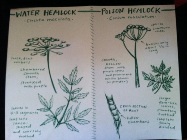 Poster with labeled diagrams detailing features of Poison Hemlock and Water Hemlock