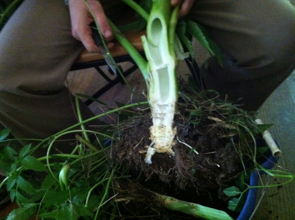 Water hemlock plant whose root has been cut into showing the hollow chambers