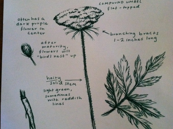 Poster detailing ways to recognize wild carrot/Queen Anne's Lace
