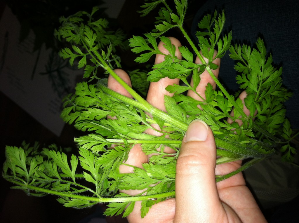 Close-up of leaves of Queen Anne's Lace/wild carrot