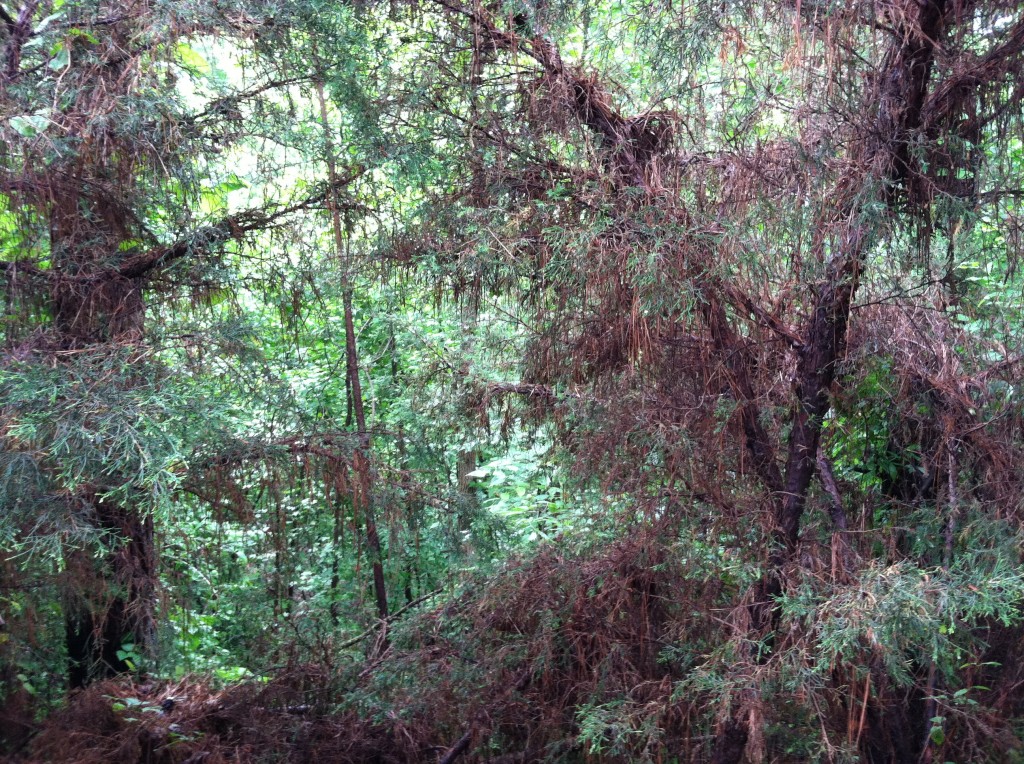 Dense woods, with coniferous trees in the foreground, and deciduous in the background