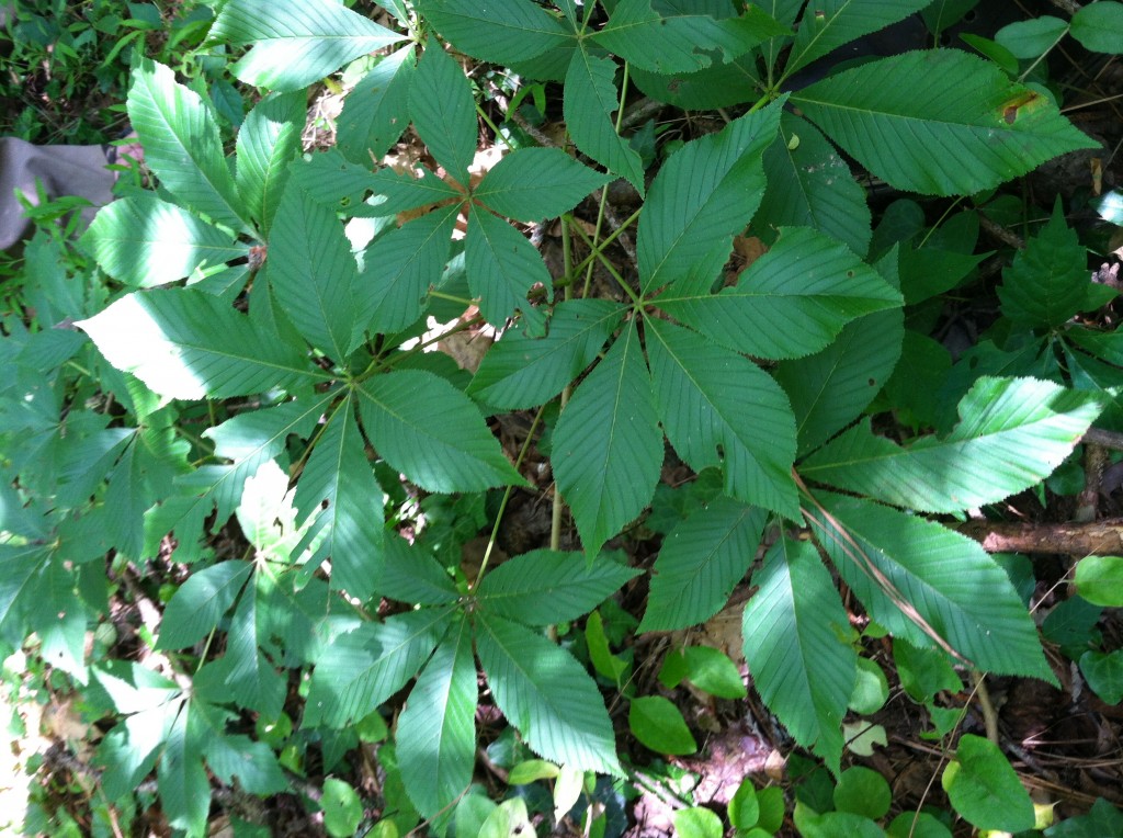 Several yellow buckeye/horse chestnut plants, showing palmately compound leaves composed of 5-7 leaflets each