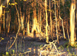 Images of Presque Isle's forests