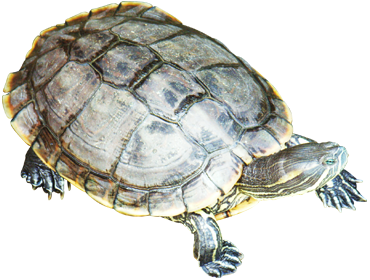 turtle picture